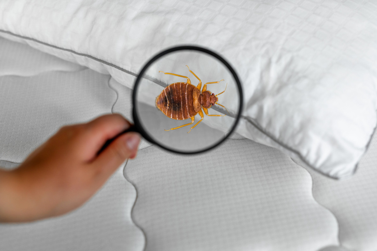 Bed Bugs Pest control