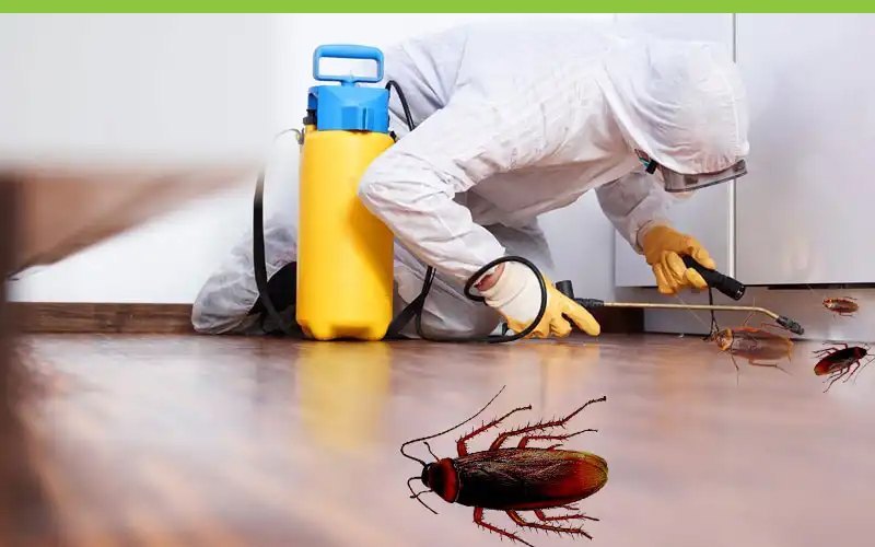 cockroach pest control